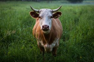 DAEA SUSTINE ZOOTEHNIZAREA TARII, CRESTEREA PRODUCTIEI, PROMOVAREA SI VALORIFICAREA ACESTEIA Vacante si Calatorii