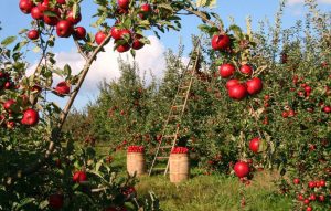 FONDURI EUROPENE ÎN VALOARE DE 100 DE MILIOANE DE EURO PENTRU ÎNFIINȚAREA DE LIVEZI Stiri agricole