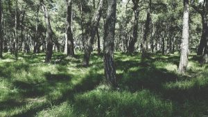 ROMSILVA A ÎNVINS BISERICA ORTODOXĂ ROMÂNĂ Agricultura