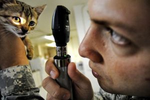 CUM SE PREGĂTESC VIITORII VETERINARI AI ARDEALULUI Agricultura