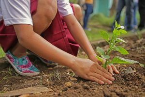 LISTA DE MARTIE: CE LEGUME SE PLANTEAZĂ ÎN MARTIE ȘI ÎNCEPUTUL LUI APRILIE Stiri agricole