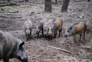 UN ȚĂRAN DIN JUDEȚUL HUNEDOARA S-A UMPLUT DE BANI! CE AFACERE L-A ÎMBOGĂȚIT Stiri agricole