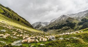 PROTOCOL ÎNTRE ROMÂNIA ȘI FRANȚA PE TEMA REPRODUCERII OVINELOR Agricultura