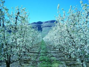 A NINS ÎN LIVADĂ? NICI O GRIJĂ! EXISTĂ SOLUȚII PENTRU CA POMII FRUCTIFERI SĂ NU FIE AFECTAȚI Stiri agricole