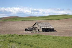 CARE SUNT CELE MAI PROFITABILE AFACERI DIN AGRICULTURĂ Agricultura