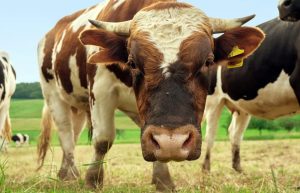 UN FERMIER A CÂȘTIGAT UN TĂURAȘ LA AGRARIA 2017 Agricultura europeană
