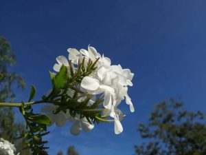 AFIR SE LAUDĂ CĂ A SIMPLIFICAT PROCEDURILE DE ACORDARE A FONDURILOR EUROPENE Agricultura