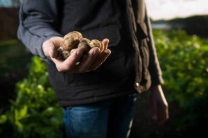VESTE IMPORTANTĂ PENTRU CULTIVATORII DE CARTOFI Agricultura
