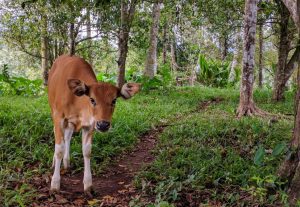 SFATURI IMPORTANTE PENTRU CEI CARE VOR SĂ INVESTEASCĂ ÎN ZOOTEHNIE Agricultura