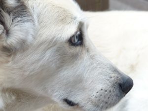TÂRG DE ADOPȚII CANINE ÎN BĂNIE Stiri agricole