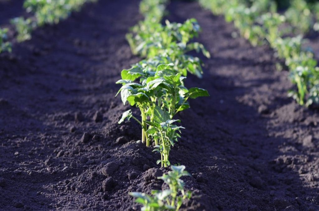 CE TRATAMENTE SE APLICĂ ÎN GRĂDINĂ ÎN LUNA MAI Agricultura