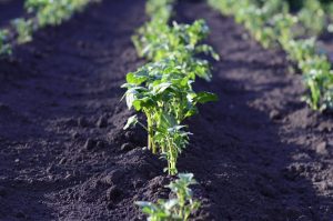 CE TRATAMENTE SE APLICĂ ÎN GRĂDINĂ ÎN LUNA MAI Agricultura