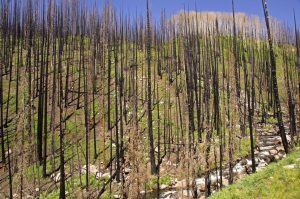 AU INTRAT SUB CONTROL JUDICIAR PENTRU TĂIERI ILEGALE DE ARBORI Program TV