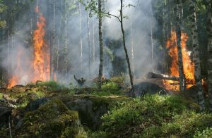 INCENDIU PUTERNIC ÎN APUSENI Agricultura