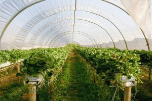 ROMÂNIA EXPORTĂ SERE CA SĂ IMPORTE LEGUME Agricultura