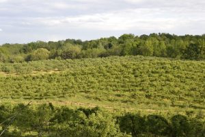 CÂT DE MARI SUNT PAGUBELE PRODUSE DE NINSORILE DE PRIMĂVARĂ Stiri agricole
