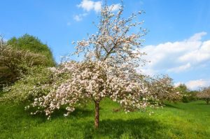 SE ANUNȚĂ TEMPERATURI NEGATIVE. CUM VĂ PUTEȚI PROTEJA POMII FRUCTIFERI DE ÎNGHEȚ Program TV