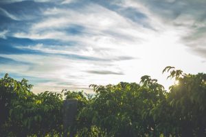 OGLINDĂ, OGLINJOARĂ, UITE CEA MAI FRUMOASĂ LIVADĂ DIN ȚARĂ! Agricultura europeană