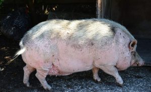 AGRICULTURA ROMÂNEASCĂ ARE DOUĂ VITEZE: ÎNCET ȘI FOARTE ÎNCET Comunicate