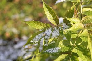 COD PORTOCALIU DE NINSOARE ÎN MOLDOVA Stiri agricole