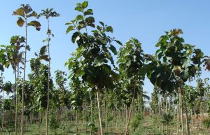 PERDELELE FORESTIERE, PRIORITATE NAȚIONALĂ Agricultura europeană