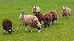 SUSPENDAREA EXPORTULUI DE OVINE ȘI BOVINE CĂTRE ISRAEL. CUM SCĂPĂM DE RISCURI? Stiri agricole