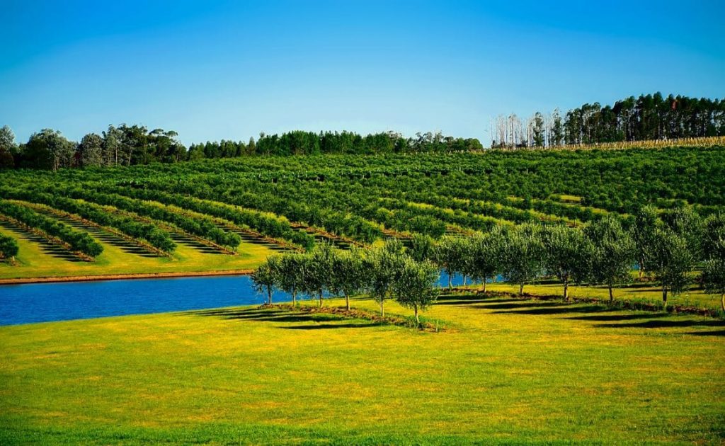 CUM SĂDIM POMII FRUCTIFERI Agricultura