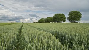 ATENȚIE, FERMIERI! PREȚUL GRÂULUI ȘI AL ORZULUI, PESTE NIVELUL DE ANUL TRECUT Meteo