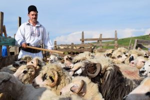„ÎMPREUNATUL OILOR” LA BÂRLEA ȘI RUGĂȘEȘTI Agricultura