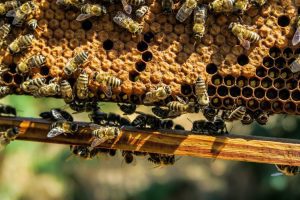 CE PROBLEME AU APICULTORII DIN JUDEȚUL IAȘI Stiri agricole