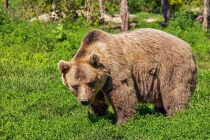 URȘII NU MAI ÎNCAP ÎN PĂDURE ȘI AU ÎNCEPUT SĂ COBOARE ÎN SATELE DE SUB MUNTE Program TV