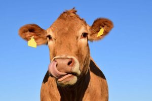 ROMÂNIA EXPORTĂ LAPTE ÎN BULGARIA Agricultura
