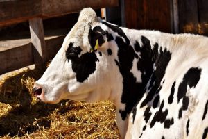CÂȚI FERMIERI SUNT ÎNSCRIȘI ÎN REGISTRUL GENEALOGIC PENTRU RASA BĂLȚATA ROMÂNEASCĂ Alimentatie-retete