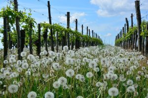 CERERILE UNICE DE PLATĂ PENTRU ANUL 2017 SE DEPUN PÂNĂ LA 15 MAI Alimentatie-retete
