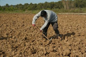 CUM DISTRUGE BIROCRAȚIA CULTURILE ECOLOGICE Agricultura