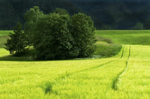 APIA ÎȘI PRELUNGEȘTE PROGRAMUL ȘI ÎN WEEKEND Agricultura