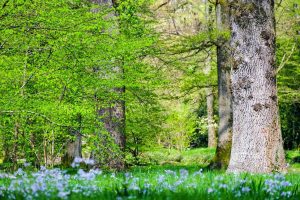 CINCINAL ÎN PATRU ANI ȘI JUMĂTATE, PE STIL NOU. MINISTERUL APELOR ȘI PĂDURILOR SE LAUDĂ CĂ SĂDEȘTE MAI MULȚI ARBORI DECÂT ȘI-A PROPUS Agricultura