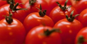 RUSIA NU VA ELIMINA COMPLET EMBARGOUL ASUPRA IMPORTURILOR DE TOMATE DIN TURCIA Agricultura