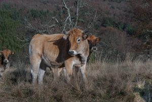 IMUNIZAREA ANIMALELOR A DEVENIT OBLIGATORIE Comunicate