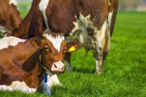 SFATURI PENTRU CRESCĂTORII DE ANIMALE Evenimente