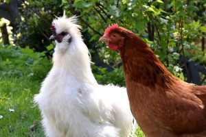 CRESCĂTORII ROMÂNI DE PĂSĂRI DAU ASIGURĂRI CĂ OUĂLE DIN ŢARA NOASTRĂ SUNT SIGURE PENTRU CONSUM Agricultura