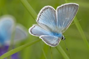 CUM VA FI VREMEA ÎN URMĂTOARELE DOUĂ SĂPTĂMÂNI Agricultura