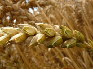 IALOMIȚA, PARADISUL CEREALELOR Agricultura