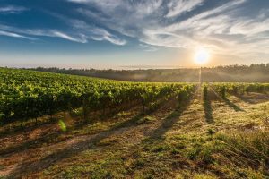 CE PLANURI AU FERMIERII DIN MOLDOVA Agricultura