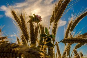 CONTINUĂ SCANDALUL GRÂULUI CARE AJUNGE ÎN EGIPT Agricultura