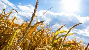 GUVERNUL ACORDĂ SPRIJIN PENTRU LOCALITĂȚILE AFECTATE DE SECETĂ ÎN 2016 Agricultura europeană