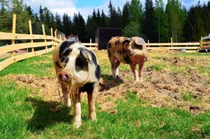 CE MĂSURI PREGĂTEȘTE ANSVSA PENTRU A COMBATE RĂSPÂNDIREA PESTEI PORCINE AFRICANE Stiri agricole