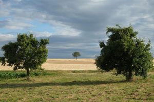 CE: ÎNDRUMĂRI PENTRU VÂNZAREA DE TERENURI Viata la tara