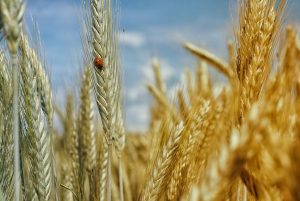 CONTINUA RAZBOIUL DINTRE FERMIERI SI TRADERI Subventii