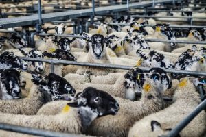BOTOȘANI: FERMIERII AR PUTEA EXPORTA ÎN ȚĂRILE ARABE APROAPE 100.000 DE OI Stiri agricole